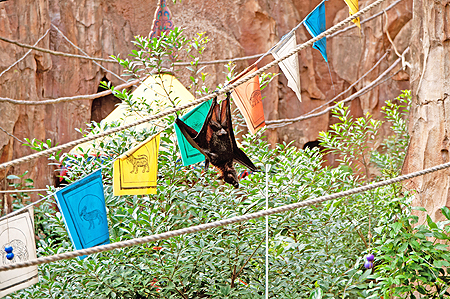 Disney Animal Kingdom bat