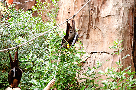 Animal Kingdom fruit bats