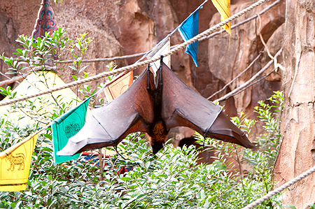 Animal Kingdom fruit bat