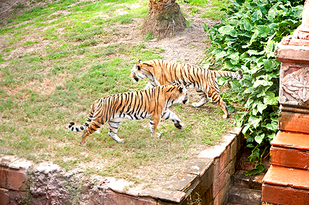 Animal Kingdom Tigers