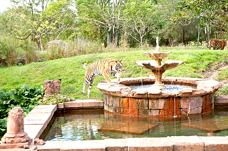 Disneys animal kingdom tiger