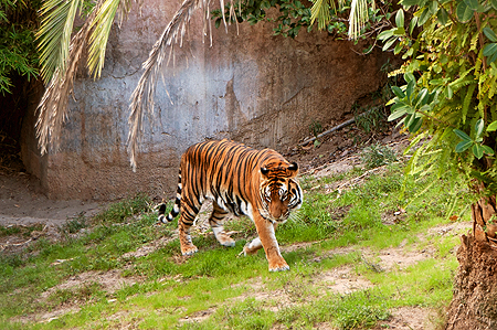 Animal Kingdom Tiger