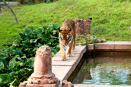 Disney Animal Kingdom Tiger