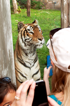 Disney Animal Kingdom Tiger