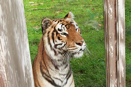 Animal Kingdom Tiger