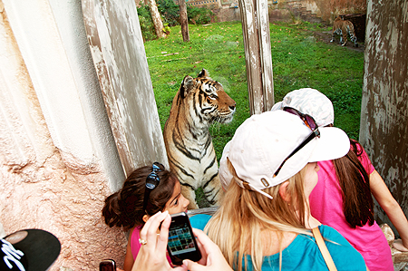 Disney Tiger Window
