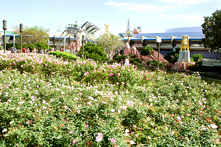Disney flowers
