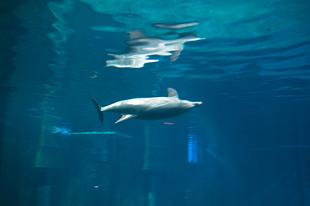 Finding Nemo Dolphin