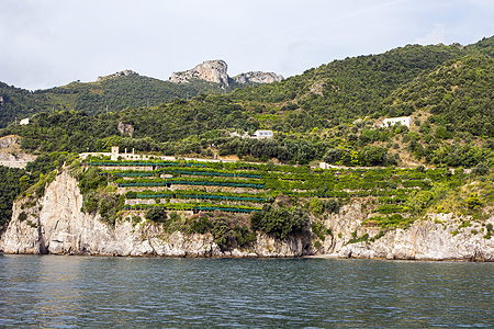Amalfi lemons