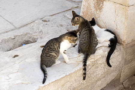 Ephesus cats