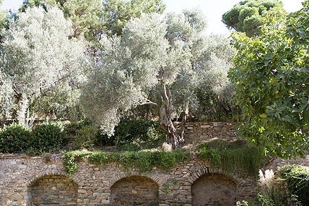 olive trees
