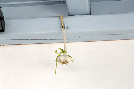 good luck garlic