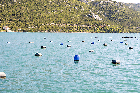 Croatia oyster farm