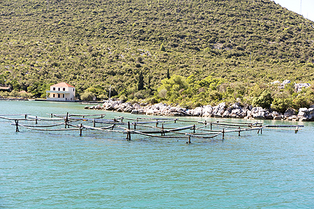 Oyster mussel farm