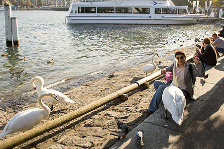 Lucerne swans