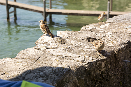 Chillon Castle
