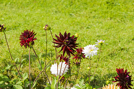 Gruyeres french garden