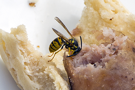 wasp